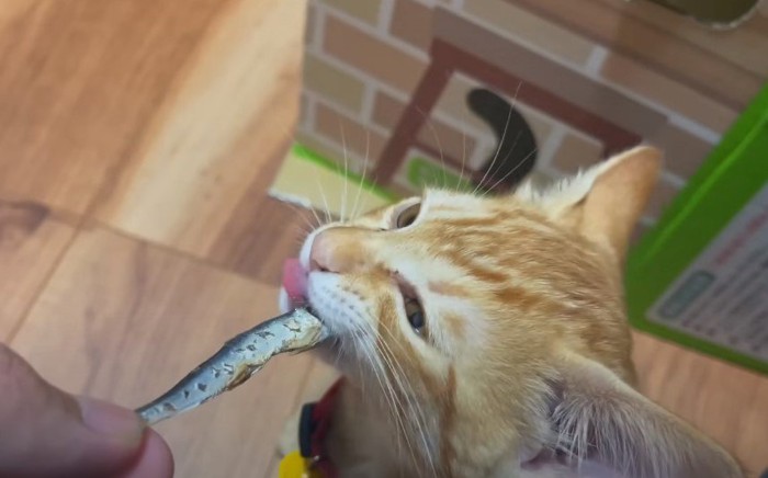 にぼしを食べる子猫