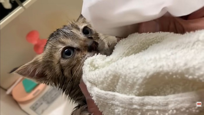 タオルに包まれた子猫