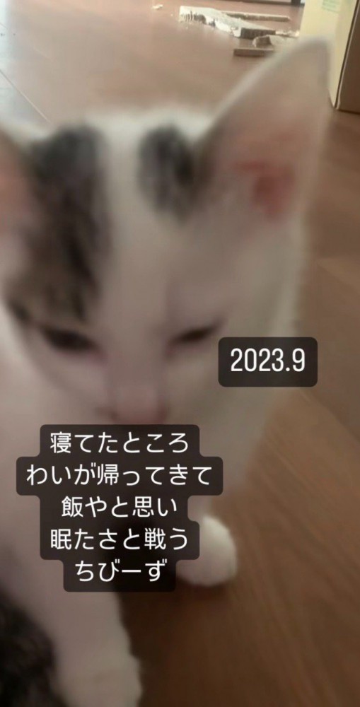 おとなしい子猫達