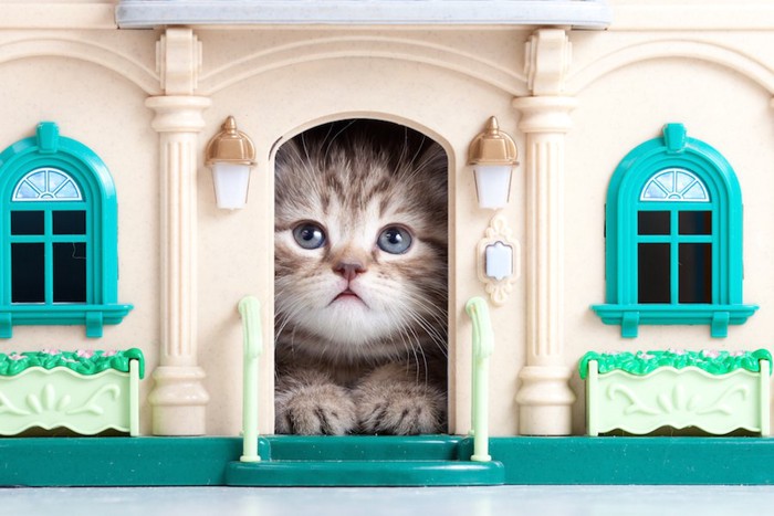 DIYした猫の家から顔を出す子猫