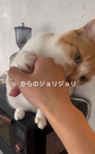 人の手を舐める猫