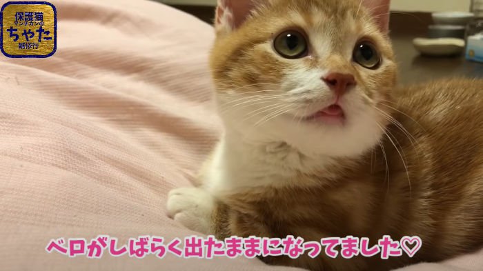舌が出ているマンチカンの子猫