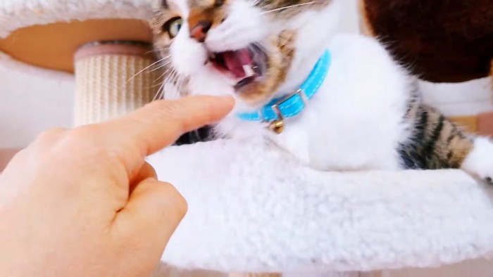 飼い主さんの指を噛もうとする猫