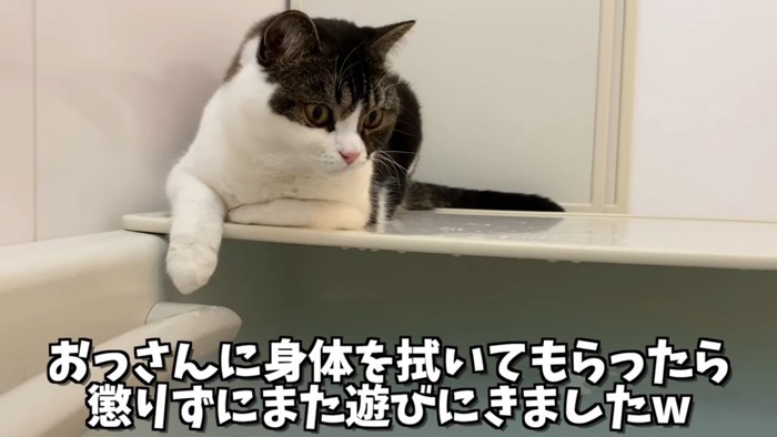 お風呂のフタの上に座る猫