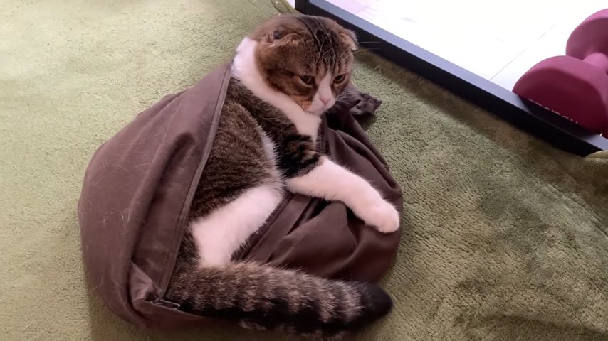 枕カバーに入る猫