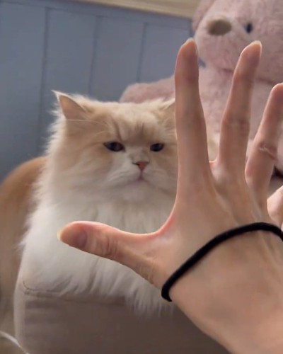 開いた手を見る猫