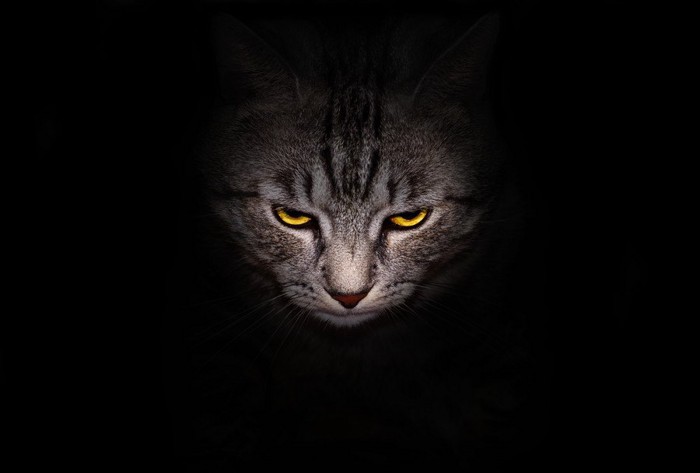 暗闇の中の猫