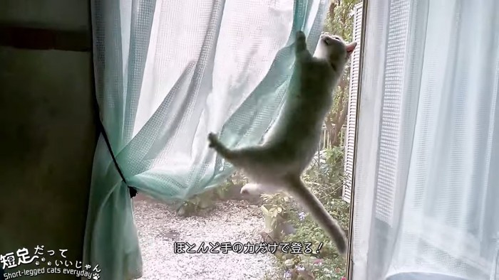 カーテンを登る猫