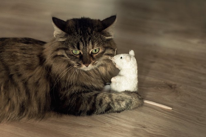 ネズミのおもちゃを抱える猫