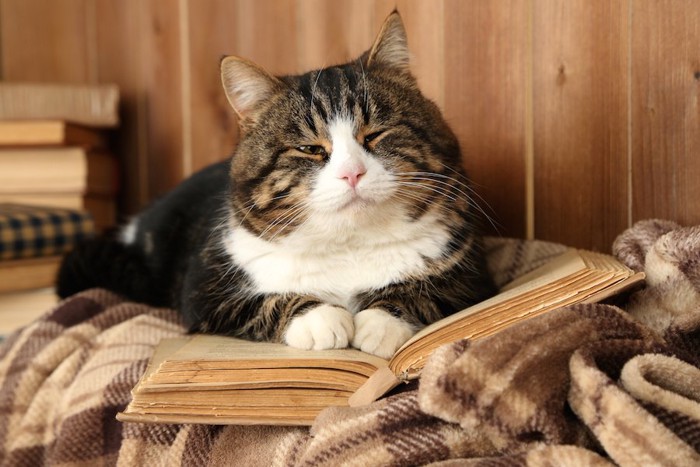本を広げて眠そうな表情の猫