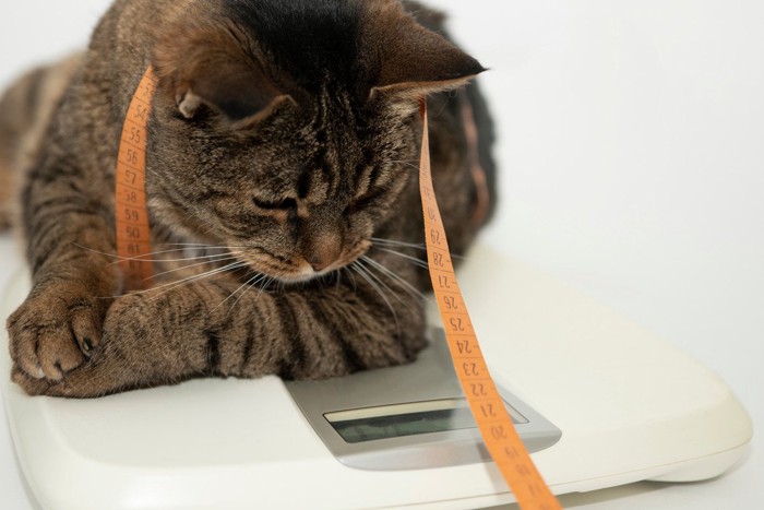 体重計にのる猫