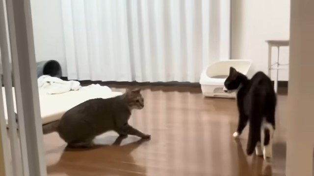 逃げる猫を追う猫