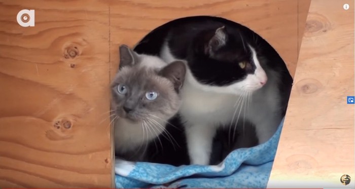 箱から覗く2匹の猫