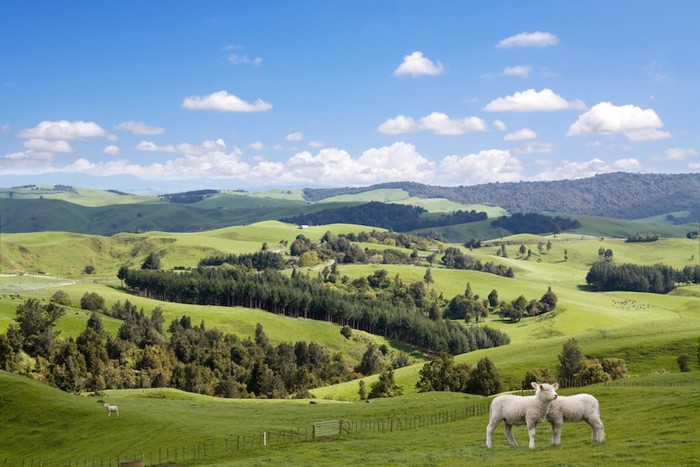 ニュージーランドの広大な牧場と二頭の羊