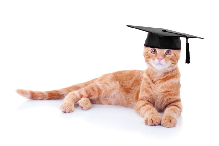 graduate capをかぶる猫