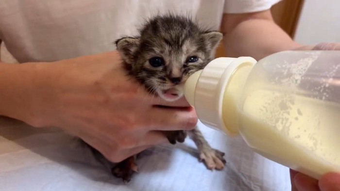 哺乳瓶のミルクを飲む猫