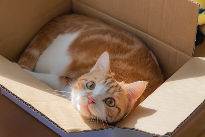 箱の中に入ってリラックスする猫