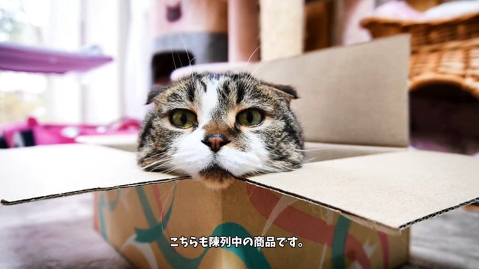 ダンボール箱に入る猫