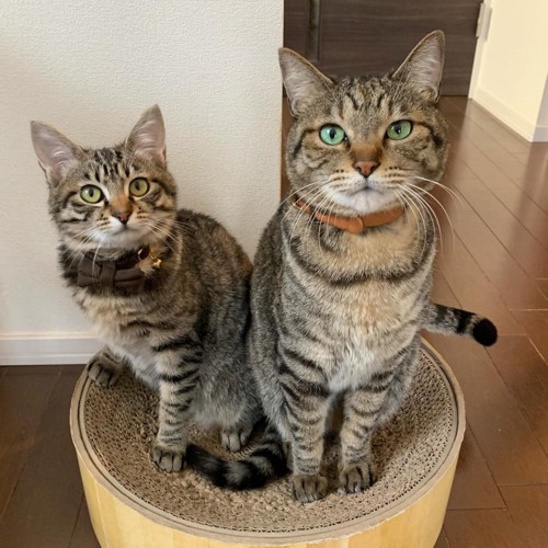 爪とぎの上に座る2匹の猫