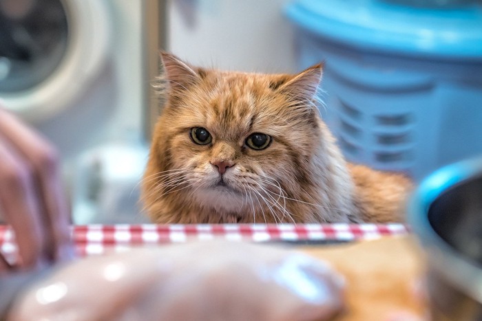 調理中の様子を見つめる猫