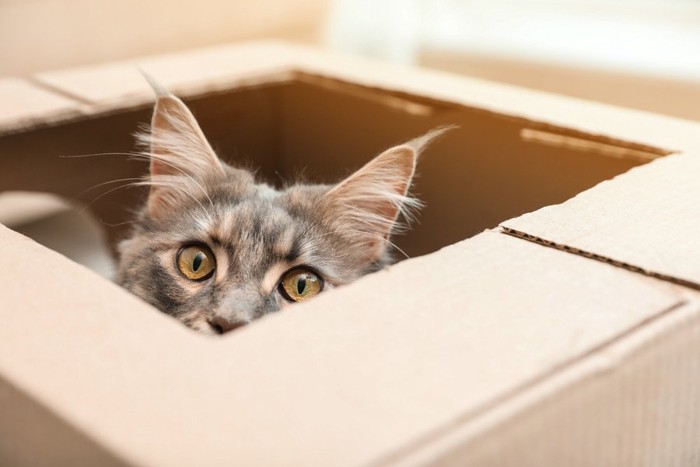 箱の中に入っている猫