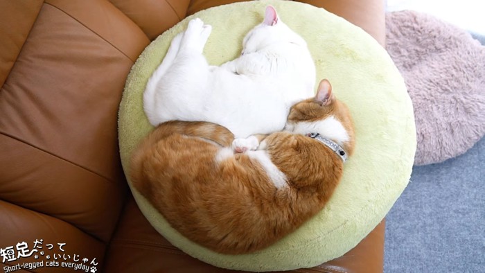 クッションで寝る白猫と茶白猫