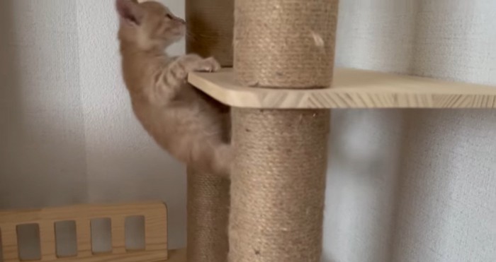 キャットタワーを登る猫