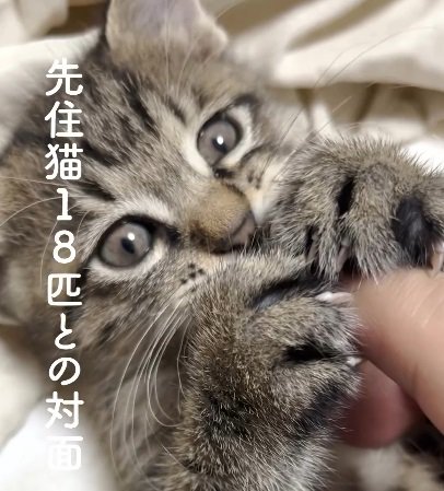 仰向けで指を舐める子猫