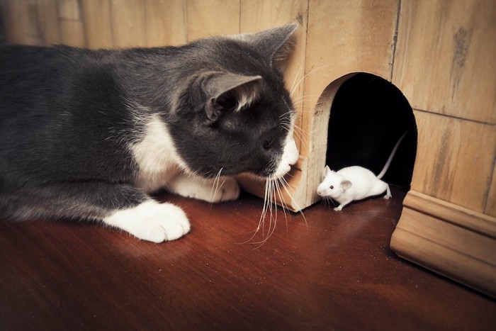穴から出てくるネズミを見つめる猫