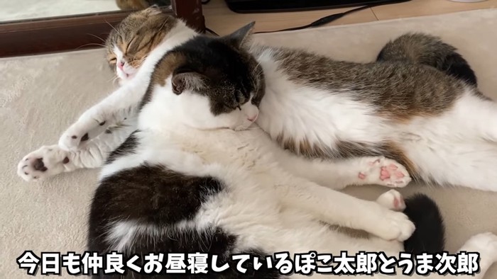 折れ耳の猫を枕にする立ち耳の猫