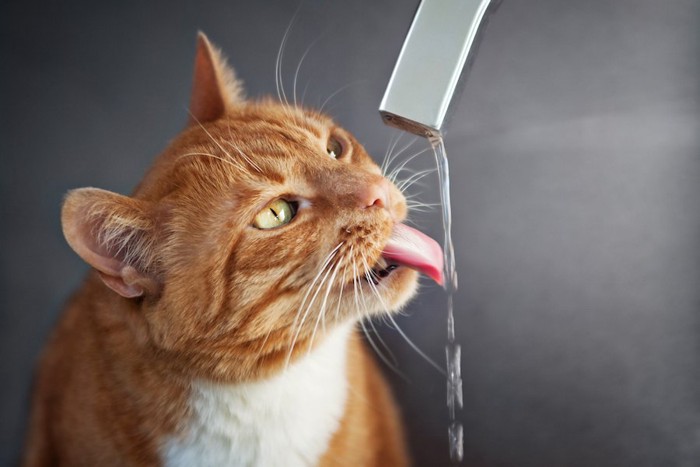 水道から出る水を飲む猫