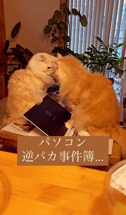 パソコンの上で喧嘩を始める猫