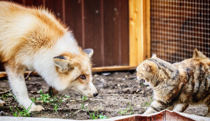 威嚇し合う猫と狐
