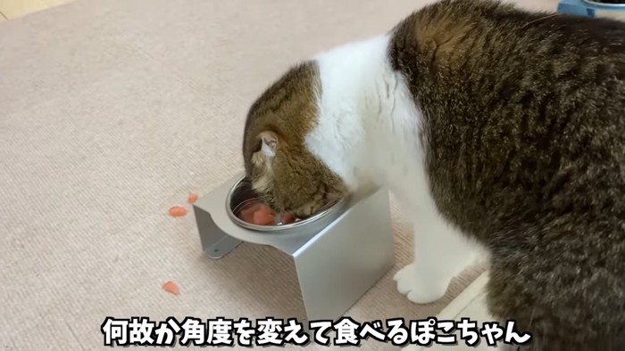 お皿に入ったスイカを食べる猫