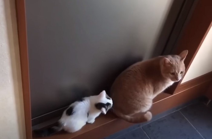 玄関で並ぶ猫たち