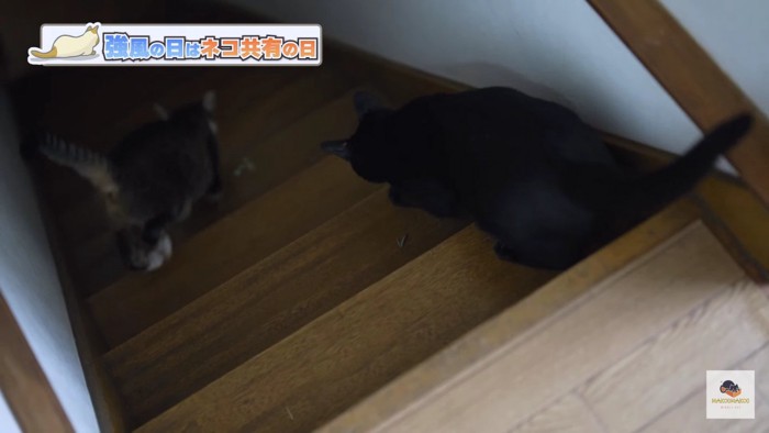 階段と黒猫と落ち葉