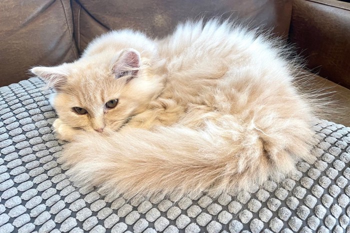 ソファの上で丸くなる猫