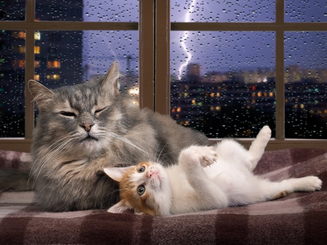 嵐の夜にくつろいでいる猫2匹