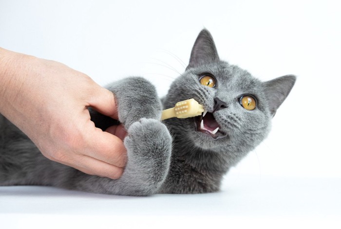歯磨きをされる猫