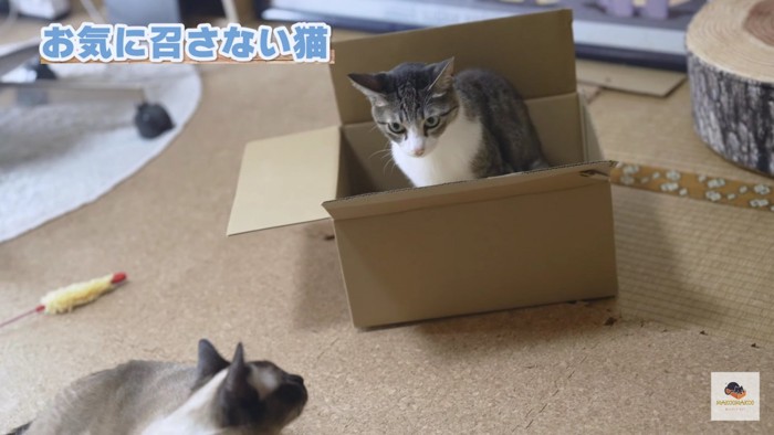 箱の中のキジシロと外のシャム猫