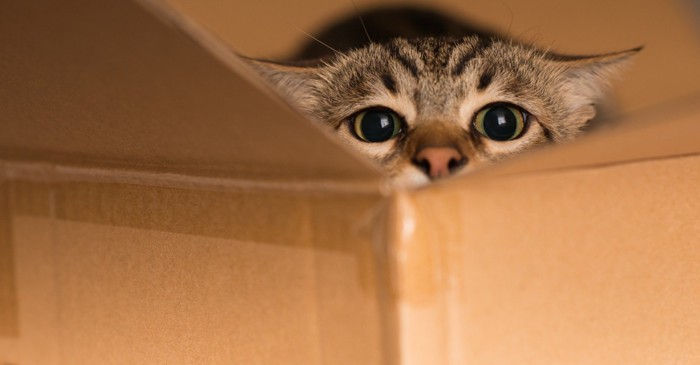 箱にかくれる猫