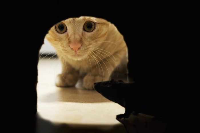 トンネルの中を覗く猫