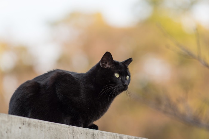 遠くを見つめる黒猫