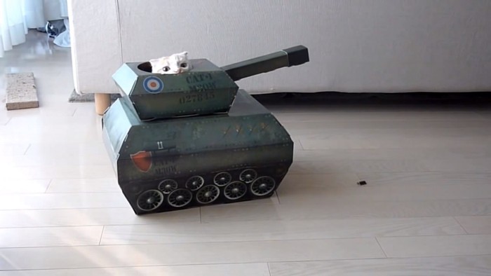 おもちゃの戦車から顔を出してカメラの方を見る猫
