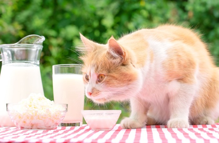 乳製品と猫