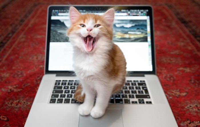 パソコンの上で鳴く猫