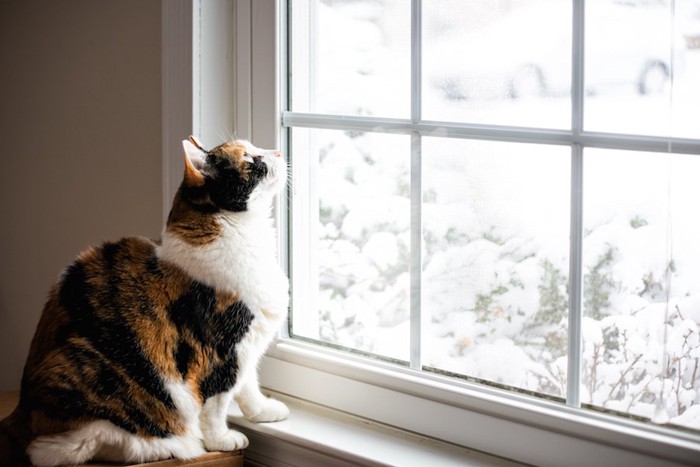 雪が降る窓の外を見つめる猫