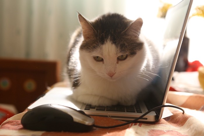 パソコンの上に乗ってくつろぐ猫