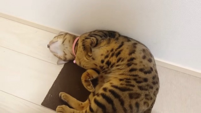 頭を床につけて仰向けの猫