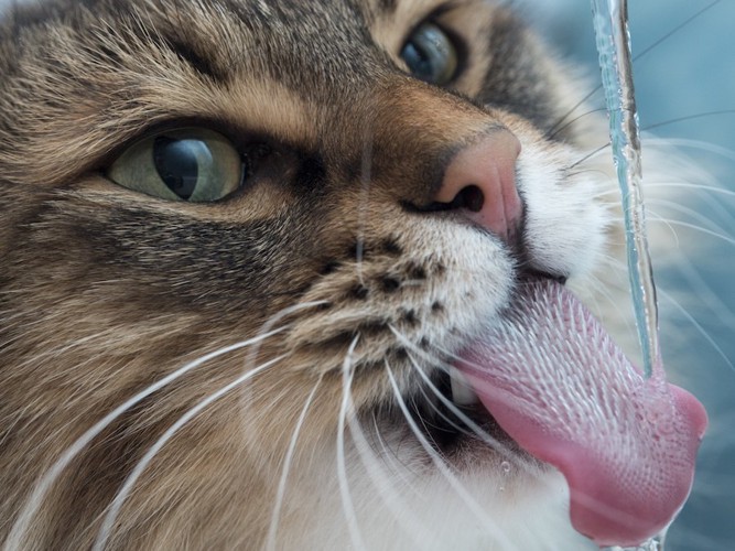 落ちてくる水を舌を出して飲む猫